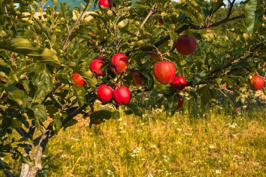 Une vision holistique des TCA, une pomme sur un arbre